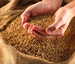 Hands holding grains above a burlap sack.