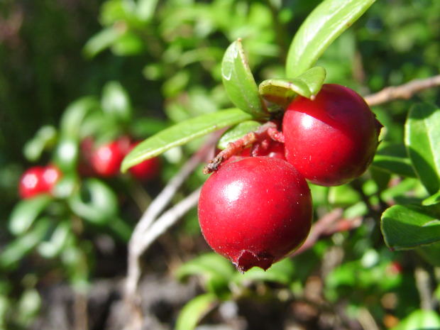 Cranberry: An Ingredient of Mediterranean Recipes